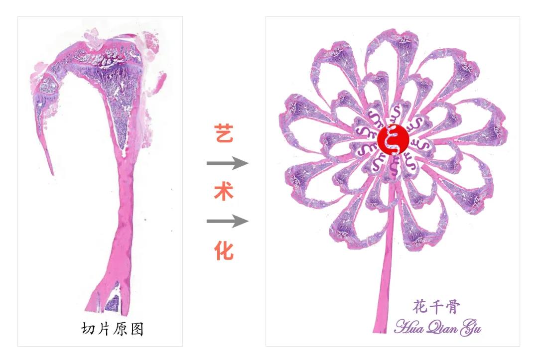 微觀之美 | 索萊寶病理杯創意作品賞析第二彈 科研美圖